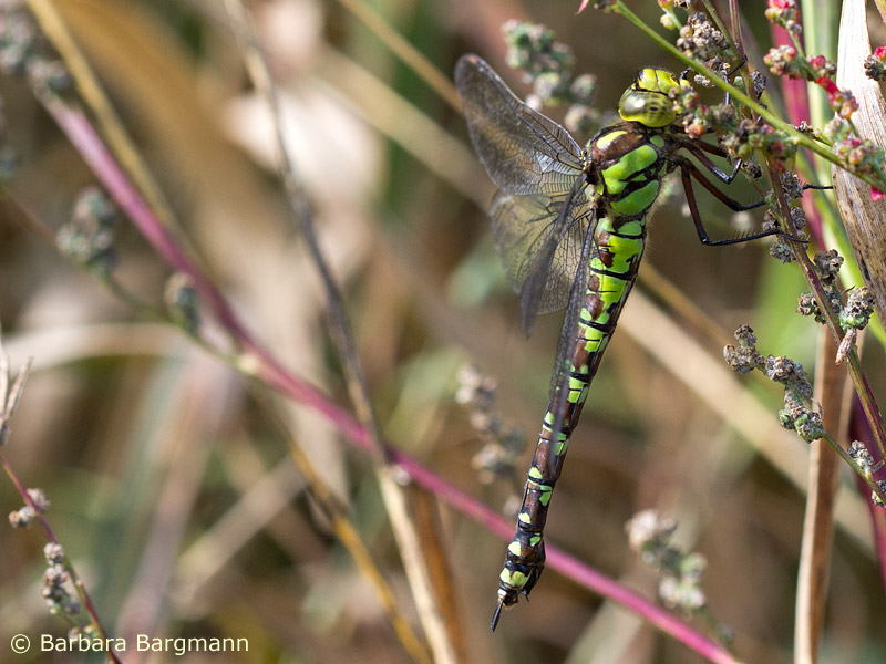 Aeshna cyanea - femelle
