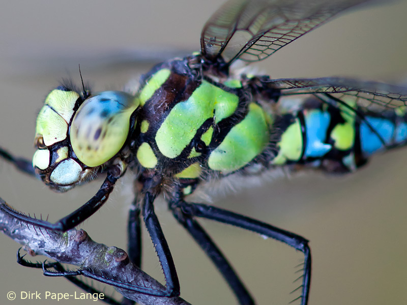 Aeshna cyanea