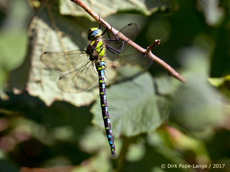 Aeshna cyanea