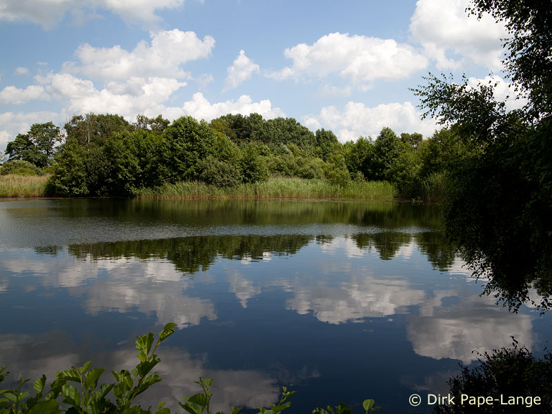 Habitat Aeschne bleue