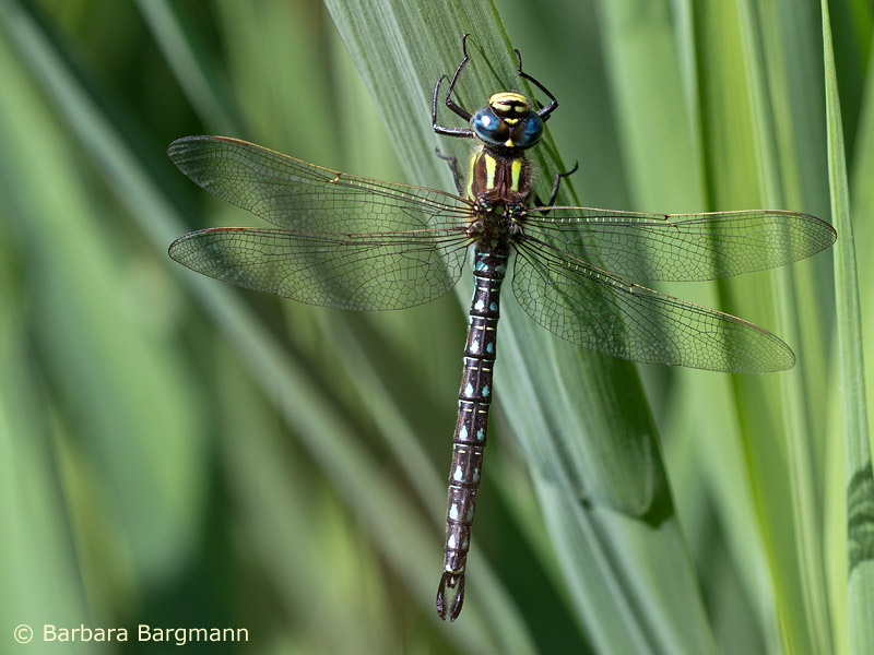 Mâle - Brachytron pratense