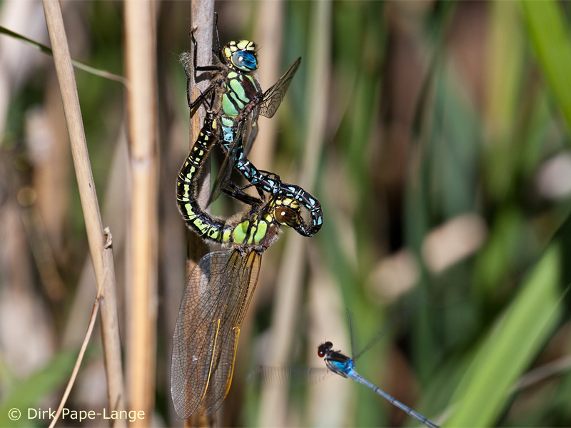 Cœur copulatoire - Brachytron pratense
