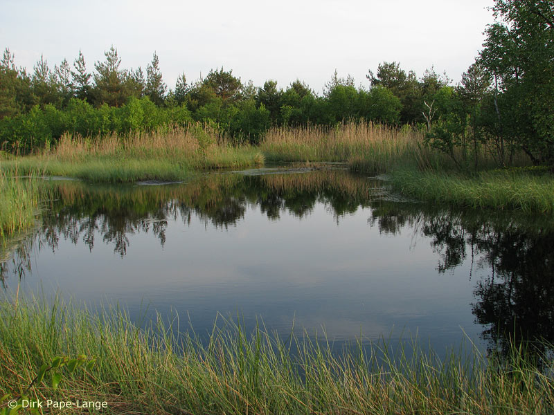 Habitat - Brachytron pratense