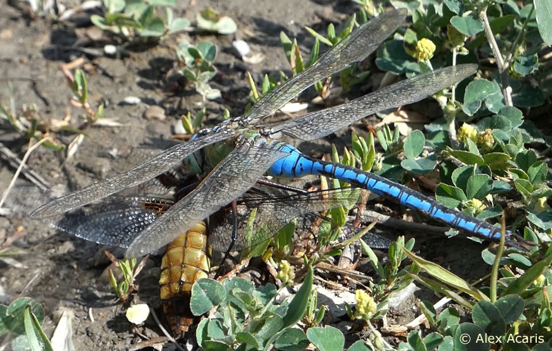 Anax empereur mangeant une libellule déprimée