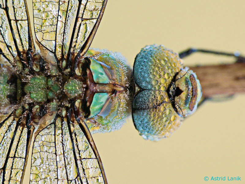 Anax imperator - mâle