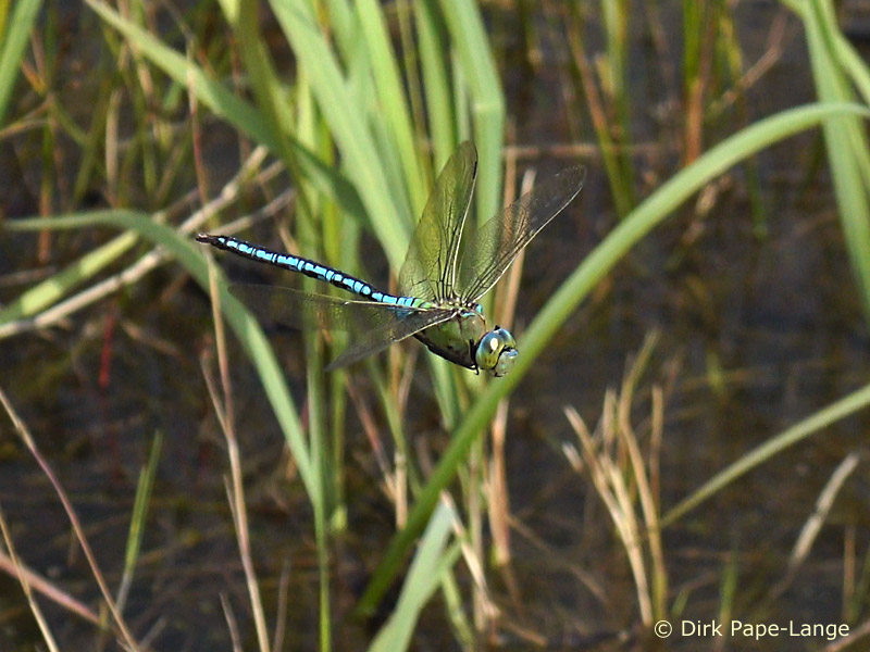 Anax imperator