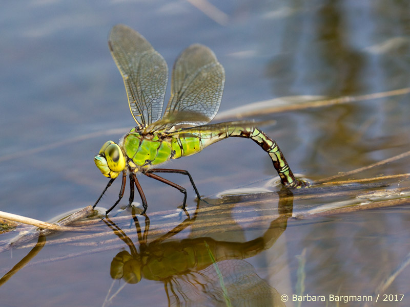 Anax empereur lors de la ponte