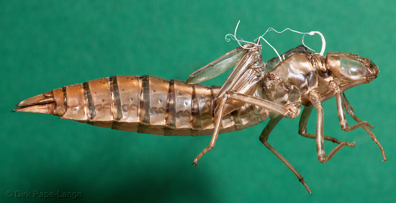Anax larves de libellules