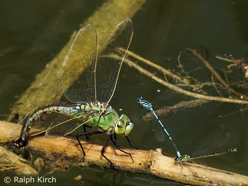 Anax imperator