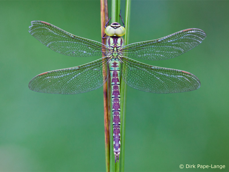femelle - Aeshna viridis