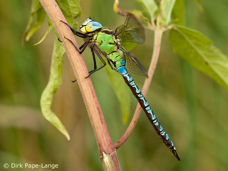 Mâle - Aeshna viridis