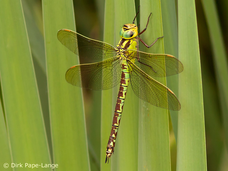 Immature femelle de l'Aeshna viridis