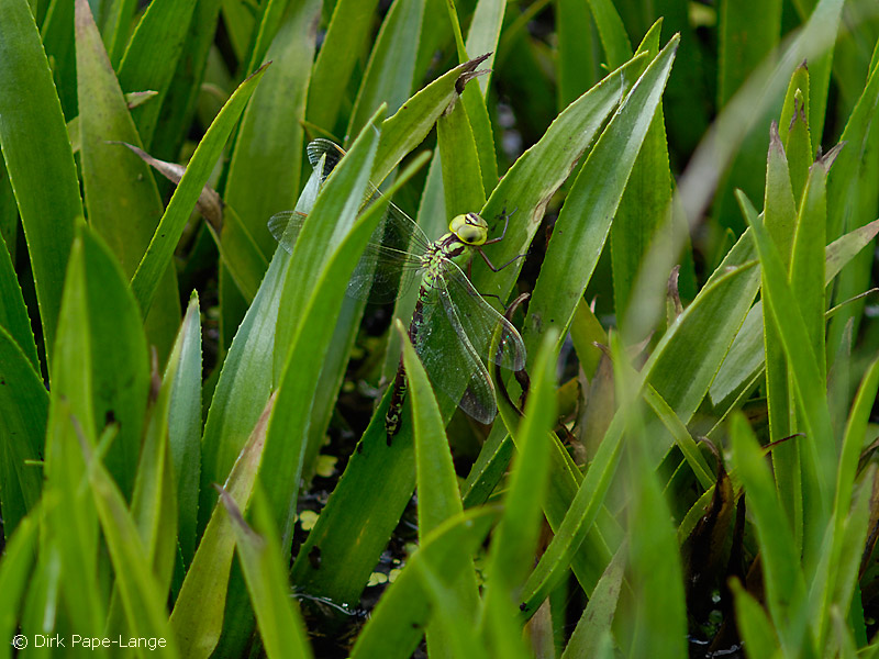 La femelle d'Aeshna viridis lors de la ponte
