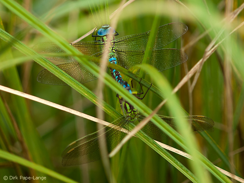 Cœur copulatoire de l'Aeshna viridis