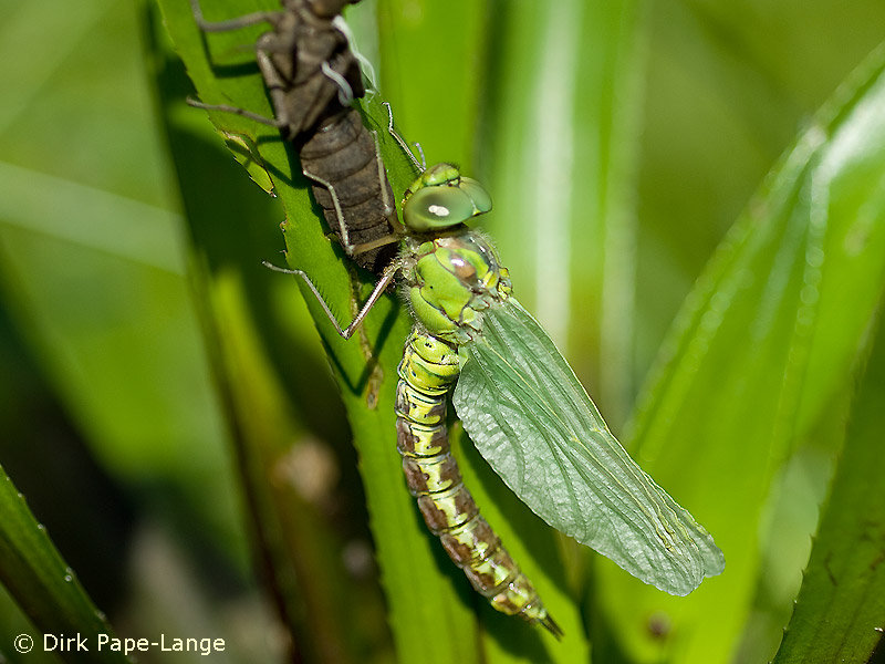 Emergence de l'Aeshna viridis sur une Stratiotes aloides