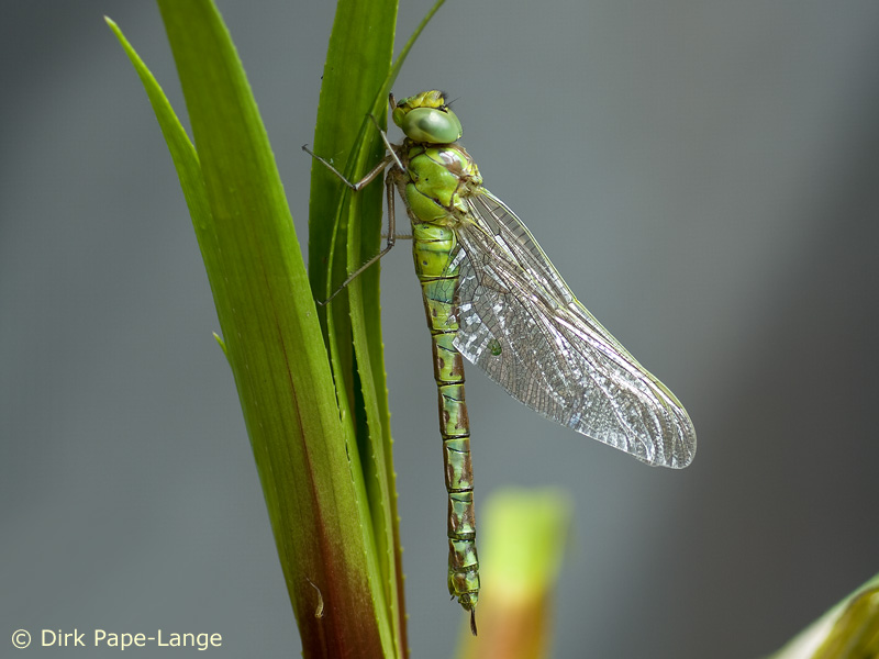 Femelle - Aeshna viridis
