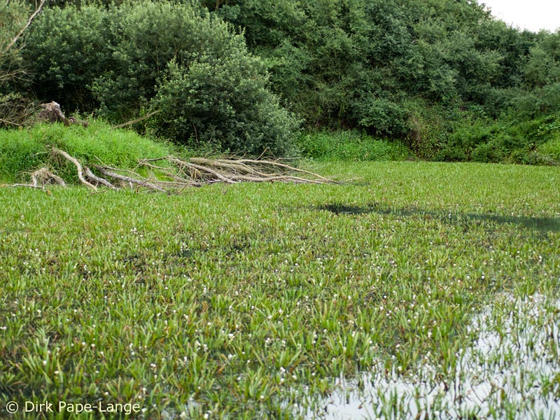 Habitat - Aeshna viridis