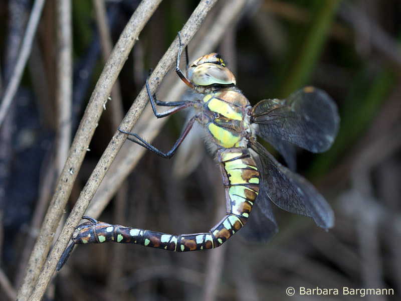 Aeshna mixta - femelle