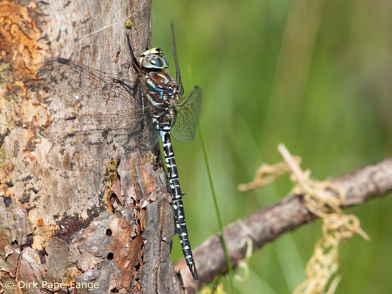 Aeshna subarctica elisabethae