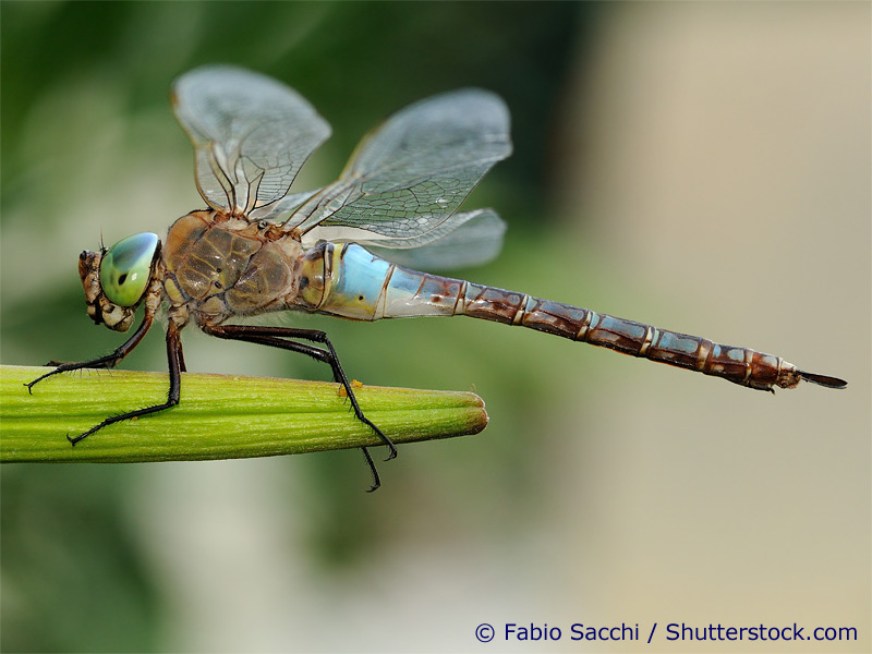 Anax parthenope