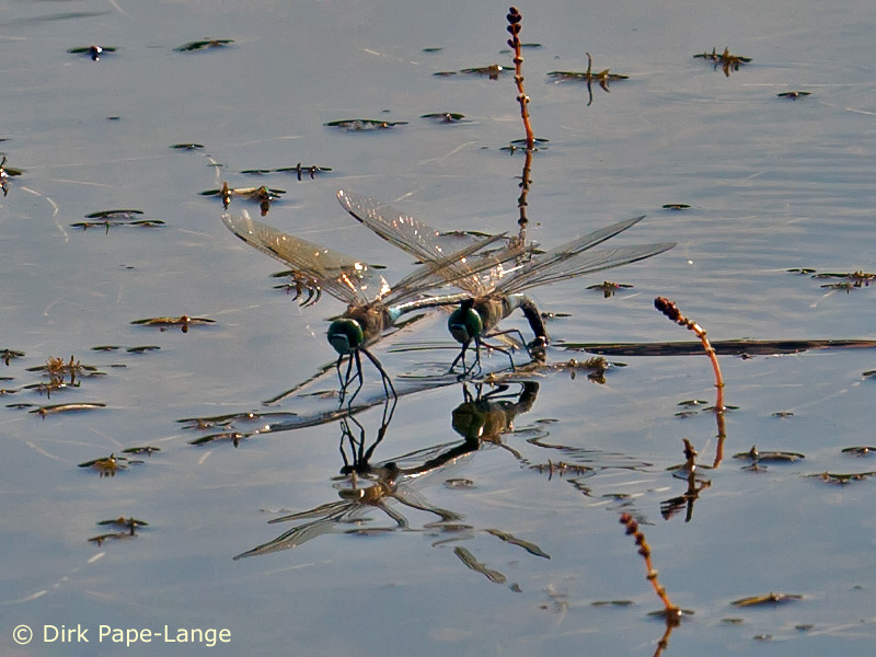 Ponte en tandem - Anax parthenope