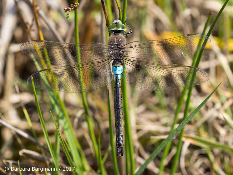 Anax parthenope - Mâle