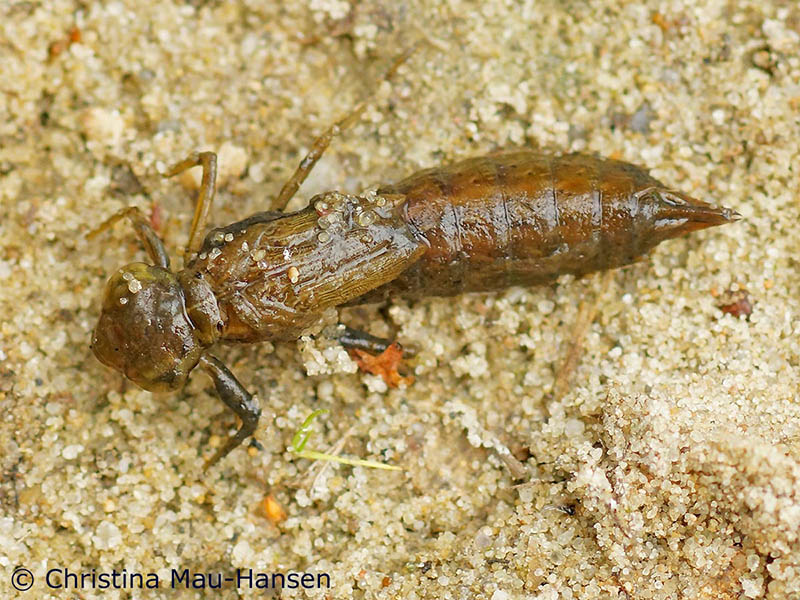 Anax ephippiger-Larve