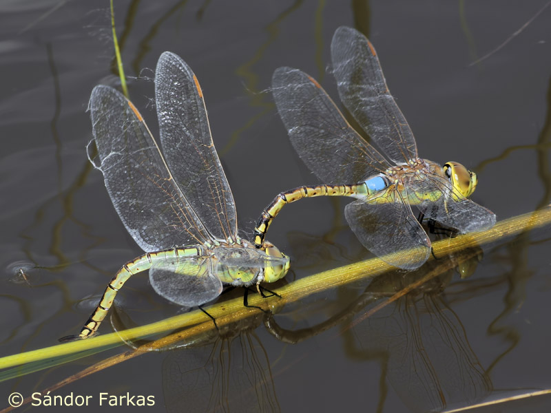 Anax ephippiger Eiablage