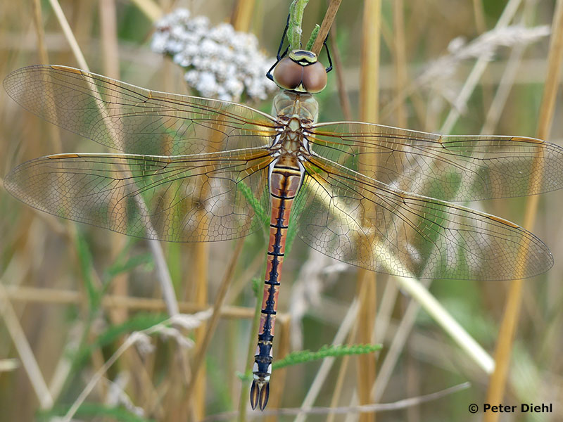 Anax ephippiger - femelle