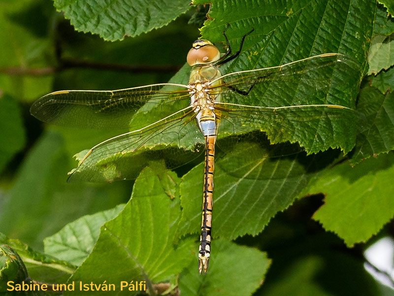 Anax ephippiger - mâle