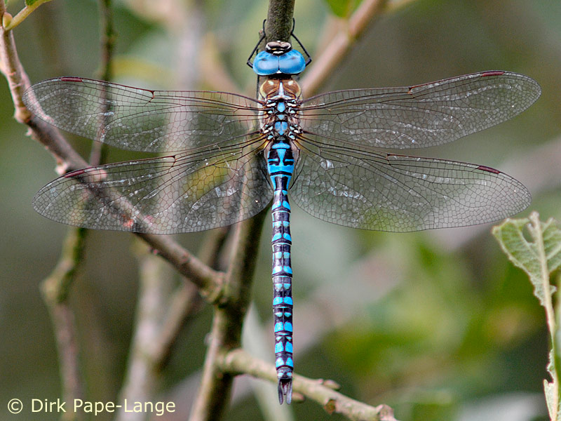 Aeshna affinis