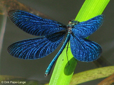 C. virgo male