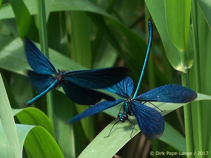 Calopteryx virgo - Combat de territoire