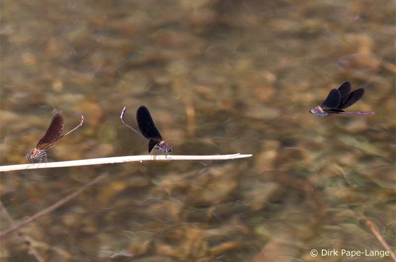 Calopteryx haemorrhoidalis