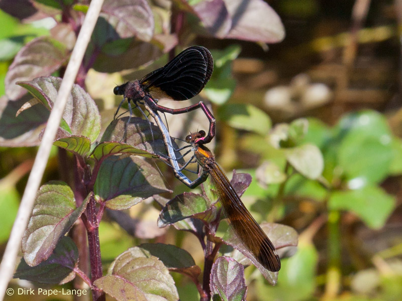 Calopteryx haemorrhoidalis - Cœur copulatoire