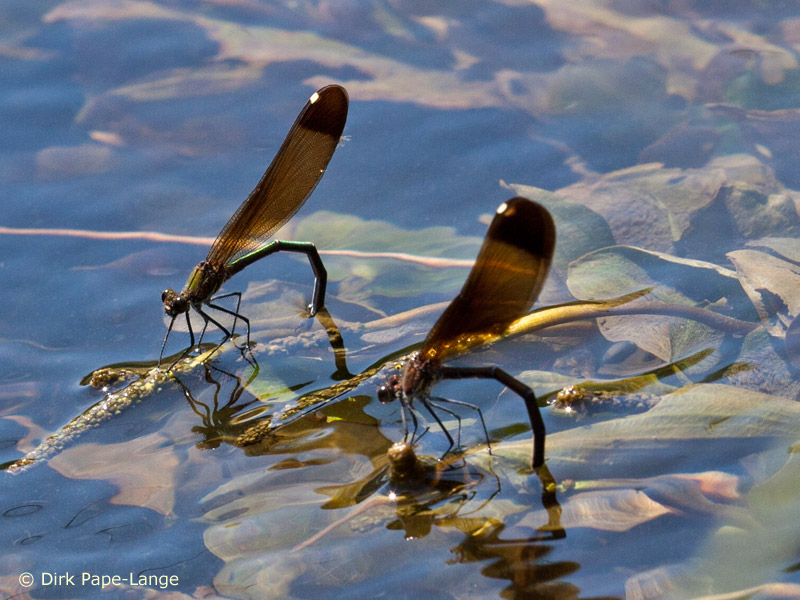 Calopteryx haemorrhoidalis - ponte
