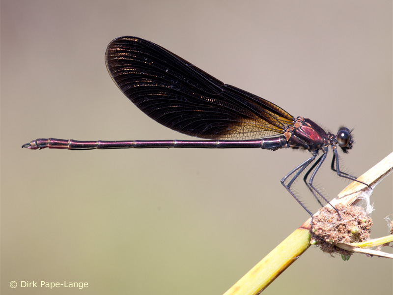 Calopteryx haemorrhoidalis - mâle