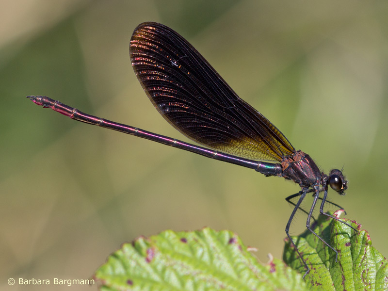 Calopteryx haemorrhoidalis - mâle