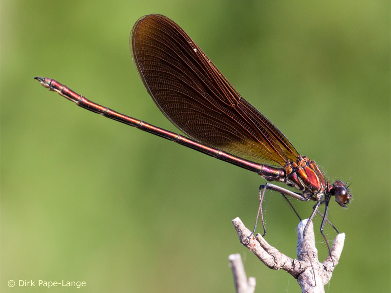 Calopteryx haemorrhoidalis - Immature mâle