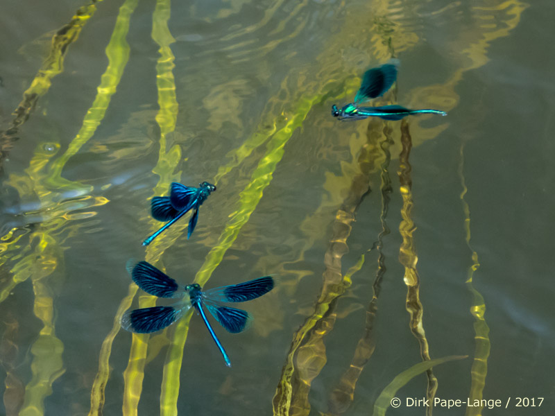 Calopteryx splendens