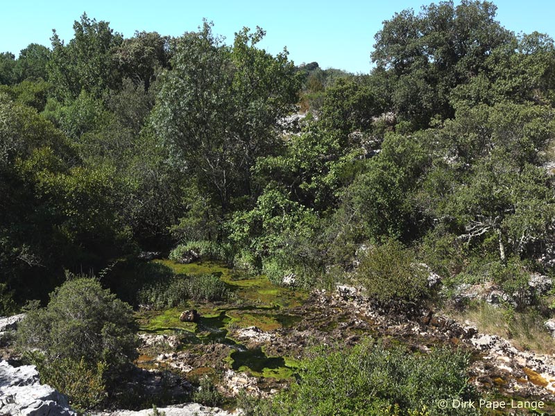 Habitat - Calopteryx virgo meridionalis