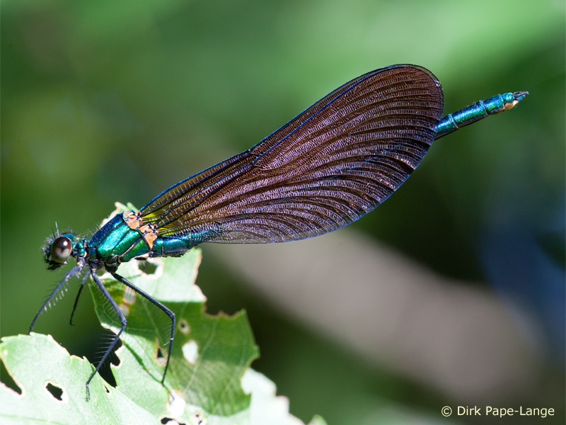 Calopteryx virgo meridionalis - jeune mâle