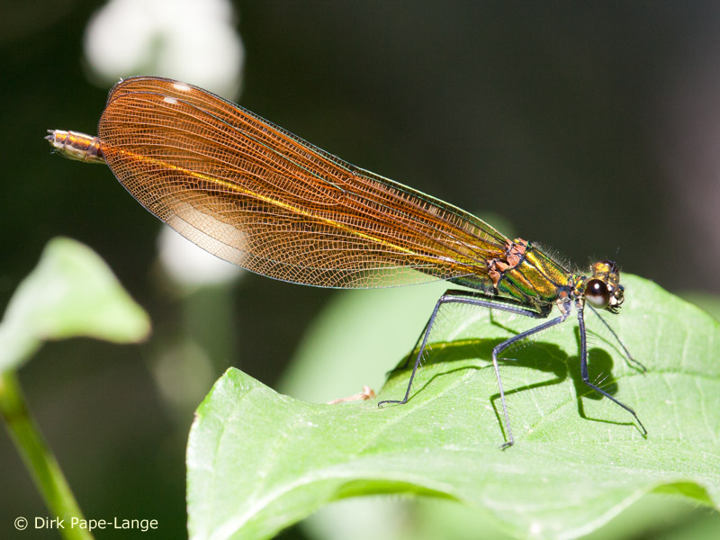 Calopteryx virgo meridionalis - femelle