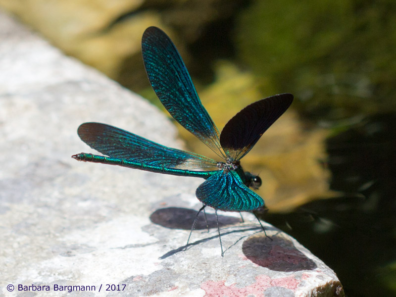 Calopteryx virgo meridionalis - Mâle