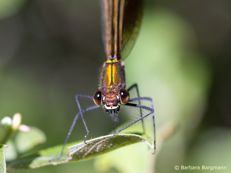 Calopteryx virgo meridionalis - femelle