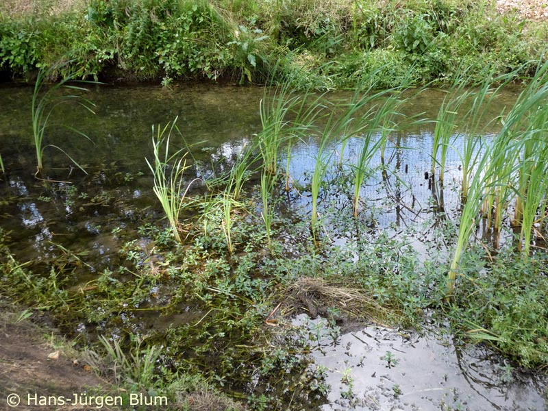 Habitat du Caloptéryx occitan