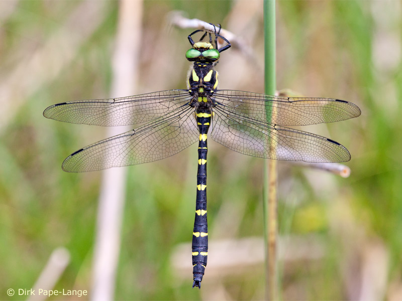 Cordulegaster bidentata - Mâle