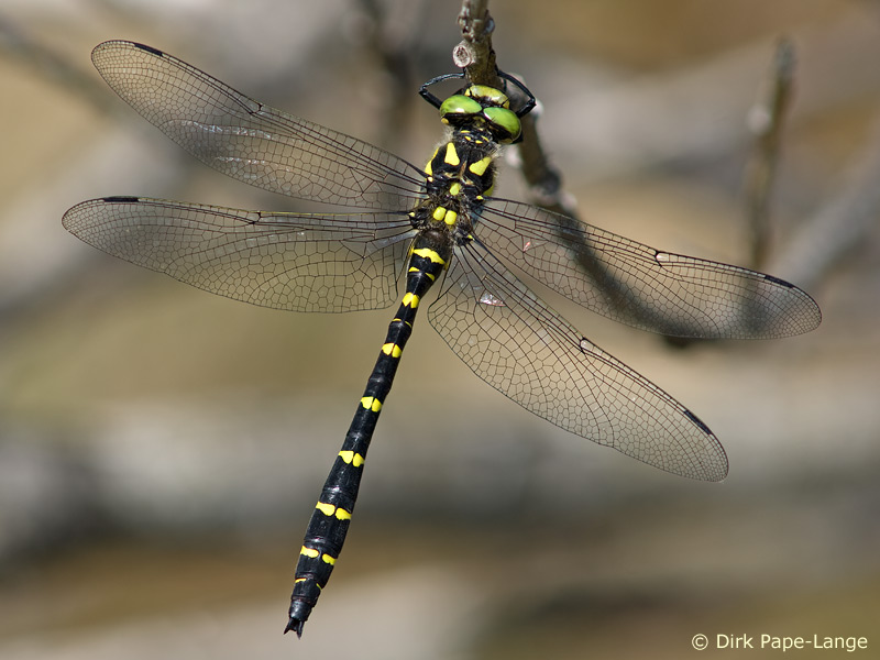 Cordulegaster bidentata