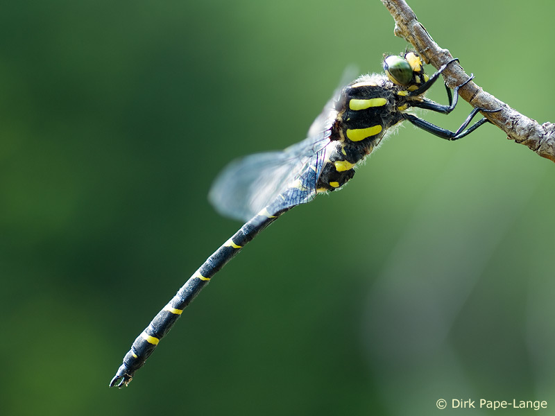 Cordulegaster bidentata - mâle