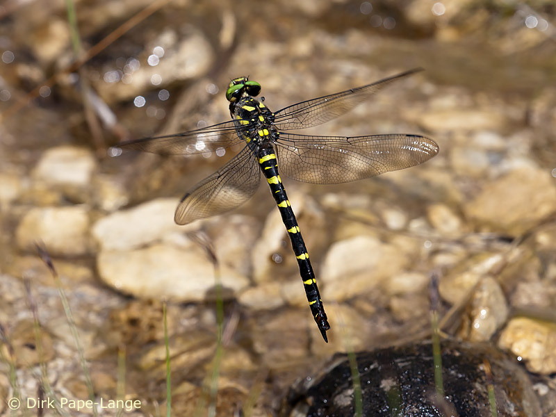 Cordulegaster bidentata - ponte